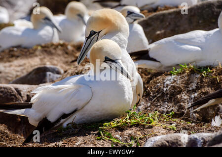 Nahaufnahme einer Gannet paar Sammelform Stockfoto