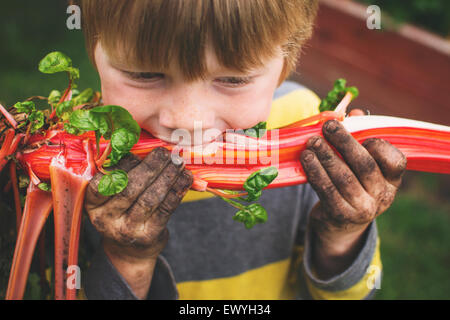 Junge mit Dreck an den Händen, der frisch gepflückten Mangold frisch aus dem Gemüsegarten, USA isst Stockfoto