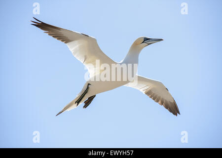 Basstölpel, fliegen in den Himmel Stockfoto