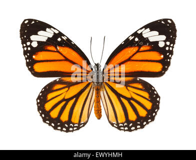 Insekt Schmetterling Flügel geöffnet, Isolated on White Background. Stockfoto