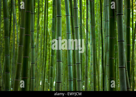 Bambuswald in Arashiyama, Kyoto, Japan Stockfoto