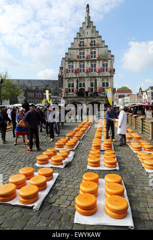 Gouda Käsemarkt findet vor dem Rathaus in Gouda, Niederlande. Der Käsemarkt ist in der gesamten wöchentlich statt. Stockfoto