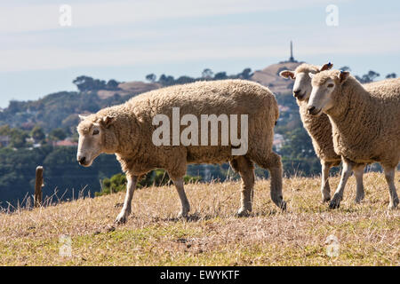 Schafe in Auckland, neue Zealand.Photo aufgenommen am Wanderweg mit Obelisk auf One Tree Hill im Hintergrund. Stockfoto