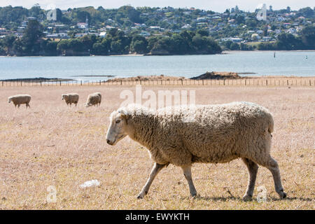 Schafe und Auckland City Vororte im Hintergrund, Neuseeland. Foto in der Nähe von One Tree Hill und Wanderwege in diesem Bereich. Stockfoto