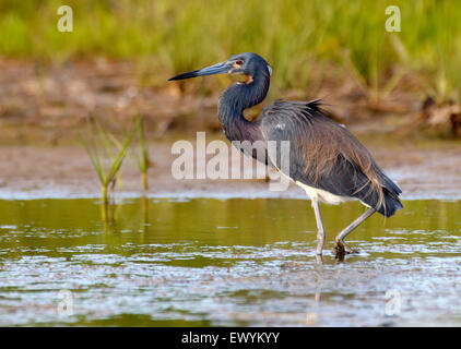 Dreifarbige Heron stehend auf dem Wasser Stockfoto