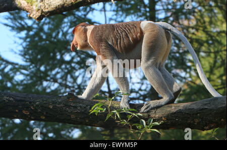Ältere männliche asiatische Rüssel oder lange Nase Affe (Nasalis Larvatus) Wandern in den Baumwipfeln Stockfoto