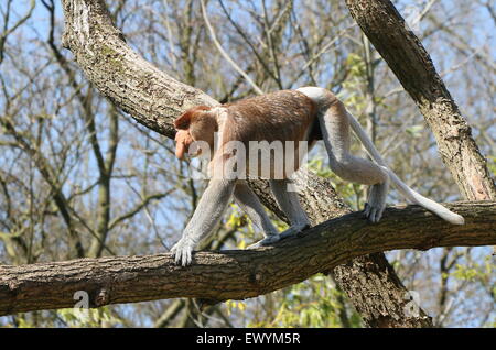 Reife asiatische Rüssel oder lange Nase Affe (Nasalis Larvatus) Wandern in den Baumwipfeln Stockfoto