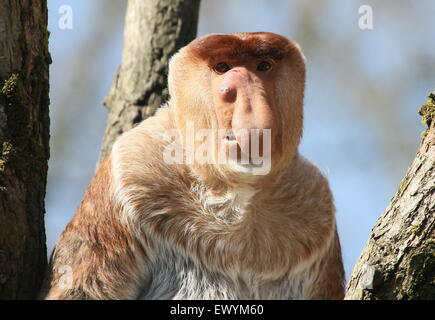 Reife asiatische Rüssel oder lange Nase Affe (Nasalis Larvatus) in einem Baum, Klumpen neben seiner Nase wegen einer Zahninfektion Stockfoto