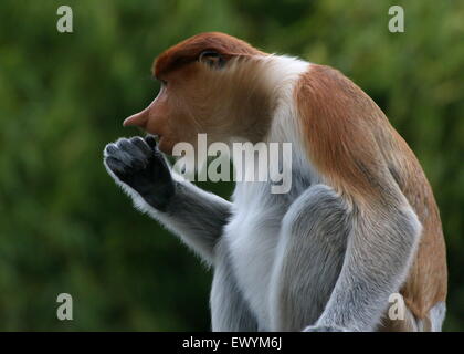 Junge männliche asiatische Rüssel oder lange Nase Affe (Nasalis Larvatus) in einem Baum, Fütterung auf Blätter und Blüten Stockfoto