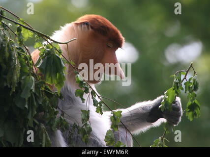 Junge männliche asiatische Rüssel oder lange Nase Affe (Nasalis Larvatus) in einem Baum, Fütterung auf Blätter und Blüten Stockfoto