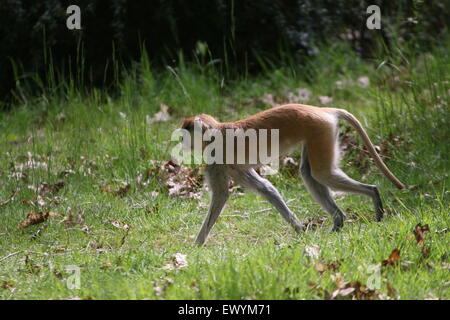 Afrikanische Bodenwohnung Patas Affe oder Wadi Affe (Erythrocebus Patas) ausgeführt Stockfoto