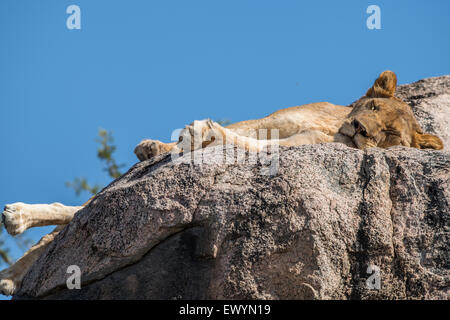 Löwin Nickerchen auf einem Kopje, Serengeti Nationalpark, Tansania Stockfoto