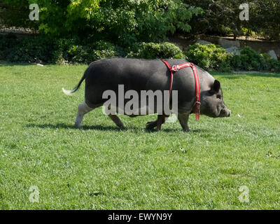 Vietnam Hängebauchschwein zu Fuß auf einer Wiese. Stockfoto