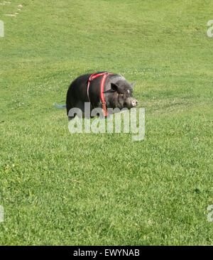 Vietnam Hängebauchschwein zu Fuß auf einer Wiese. Stockfoto