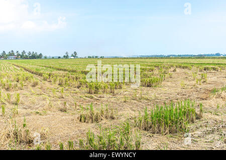 Reisfelder nach der Ernte mit blauem Himmel Stockfoto