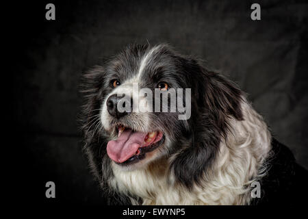 Schönes Porträt von einer alten Border collie Stockfoto