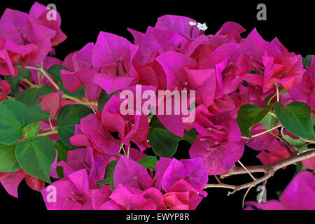 eine Reihe von schönen Bougainvillea auf schwarzem Hintergrund Stockfoto