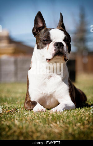 Weibliche Boston Terrier (weiß und gestromt) sitzen in der Sonne Stockfoto