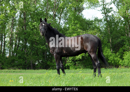 Trakehner Pferd mit klassischen Zaum auf grünem Hintergrund Stockfoto