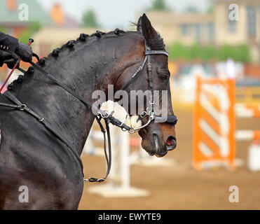 Erstaunliche Pferdekopf mit Hackamore Zügel auf Sport-Arena-Hintergrund Stockfoto