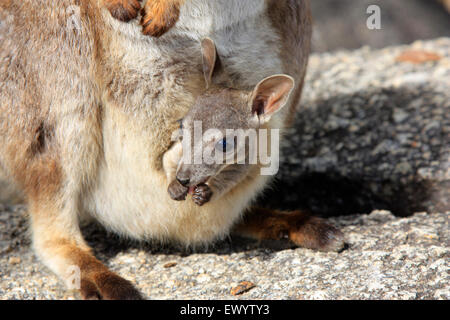 ein Rock Wallaby mit eine junge Joey im Beutel Mütter bei Granite Gorge in der Nähe von Mareeba Stockfoto