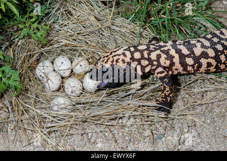 Gila Monster Heloderma Suspectum Suspectum Tucson, Arizona, USA 13 Juni Adult (Retuiculated Form) Essen die Gambels Stockfoto