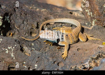 Great Basin Collared Eidechse Crotaphytus Bicinctores Snow Canyon State Park, Utah, USA 30 Juni erwachsenen männlichen Stockfoto