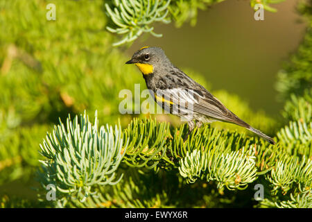 Gelb-Psephotus Warbler Dendroica Coronata Bryce-Canyon-Nationalpark, Garfield County, Utah, USA 25 Juni Männchen Stockfoto