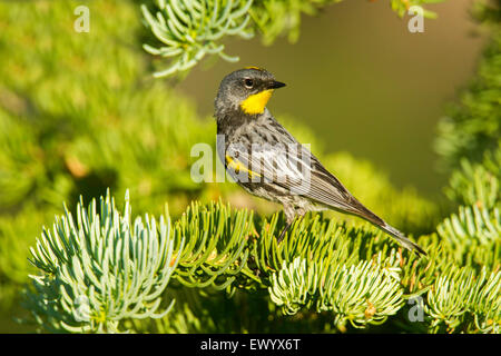 Gelb-Psephotus Warbler Dendroica Coronata Bryce-Canyon-Nationalpark, Garfield County, Utah, USA 25 Juni Männchen Stockfoto