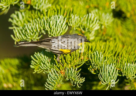 Gelb-Psephotus Warbler Dendroica Coronata Bryce-Canyon-Nationalpark, Garfield County, Utah, USA 25 Juni Männchen Stockfoto