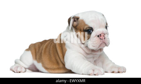 Englische Bulldogge Welpen vor weißem Hintergrund Stockfoto