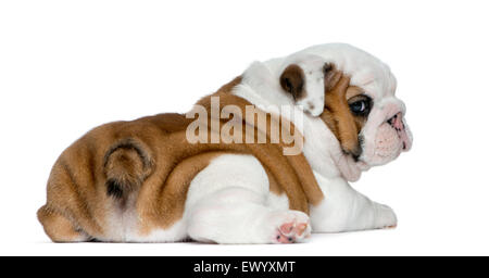 Englische Bulldogge Welpen vor weißem Hintergrund Stockfoto