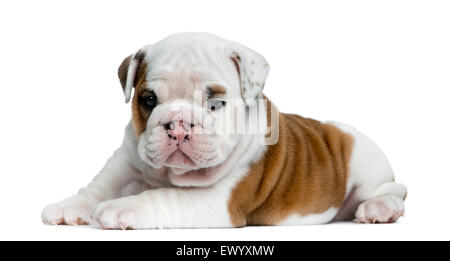 Englische Bulldogge Welpen vor weißem Hintergrund Stockfoto