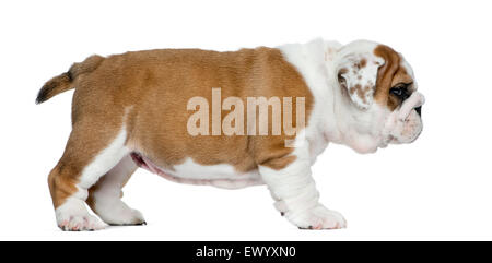 Englische Bulldogge Welpen vor weißem Hintergrund Stockfoto