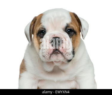 Englische Bulldogge Welpen vor weißem Hintergrund Stockfoto