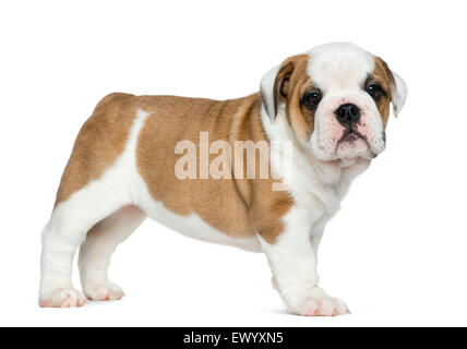 Englische Bulldogge Welpen vor weißem Hintergrund Stockfoto