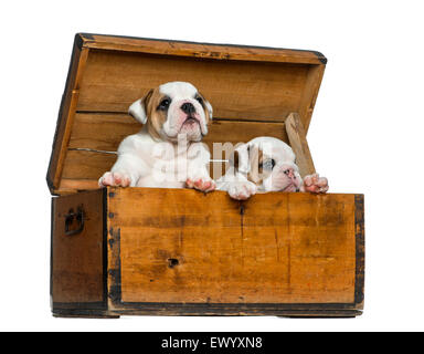 Englische Bulldogge Welpen in eine Holzkiste vor weißem Hintergrund Stockfoto