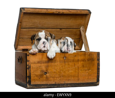 Englische Bulldogge Welpen in eine Holzkiste vor weißem Hintergrund Stockfoto
