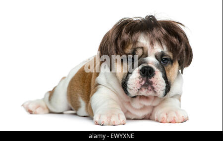 Englische Bulldogge Welpen das Tragen einer Perücke vor weißem Hintergrund Stockfoto