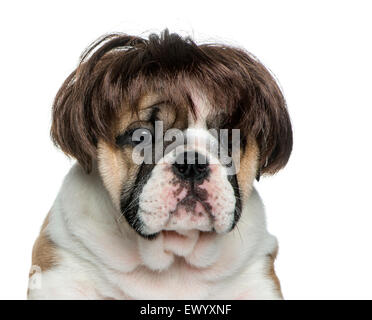 Englische Bulldogge Welpen das Tragen einer Perücke vor weißem Hintergrund Stockfoto