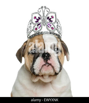 Englische Bulldogge Welpen trägt ein Diadem vor weißem Hintergrund Stockfoto