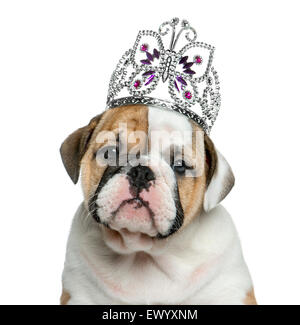 Englische Bulldogge Welpen trägt ein Diadem vor weißem Hintergrund Stockfoto