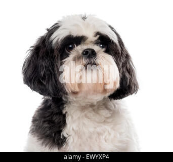 Ein Shih Tzu vor einem weißen Hintergrund in Nahaufnahme Stockfoto