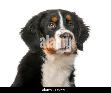 Berner Sennenhund Welpe (5 Monate alt) vor einem weißen Hintergrund Stockfoto