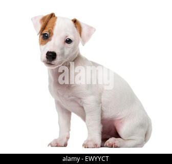 Jack Russell Terrier Welpen (2 Monate alt) vor einem weißen Hintergrund Stockfoto