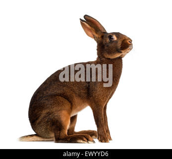 Belgische Hasen vor einem weißen Hintergrund Stockfoto