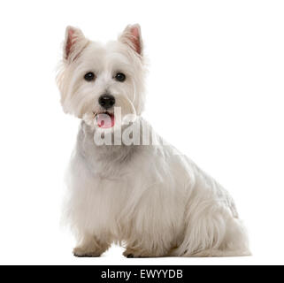 West Highland White Terrier (1 Jahr alt) vor einem weißen Hintergrund Stockfoto