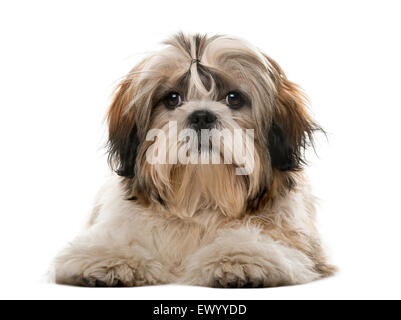 Shih Tzu vor einem weißen Hintergrund Stockfoto