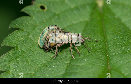 Grüne Brennessel Rüsselkäfer (Phyllobius Pomaceus) Paaren, Allertal, Niedersachsen, Deutschland Stockfoto