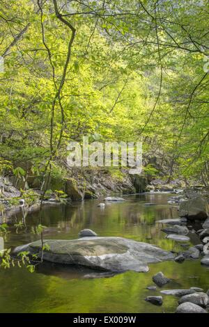 Bodetal im Frühjahr, Ostharz, Sachsen-Anhalt, Deutschland Stockfoto